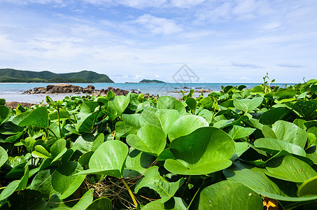 绿色植物和海洋自然景观 泰国 地平线 岛 高的 云图片