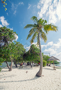 马尔代夫 皮尼奇岛 热带 水 假期 树 蓝色的图片