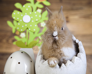 好奇兔子 春季时的多彩闪亮主题 假期 复活节快乐 毛茸茸的图片
