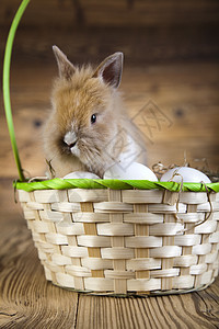 欢乐的复活节快乐 小兔子宝宝 春天多彩明亮的主题 动物 可爱的图片