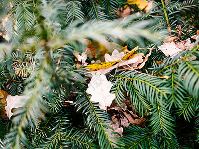 圣诞树 有表演和叶子 针叶 冷杉 季节 云杉图片