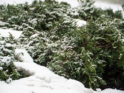 带雪的绿松树枝 针叶树 枞树 庆典 植物 十二月 季节图片