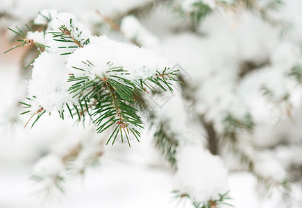 法尔枝上覆满了积雪图片