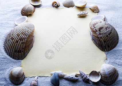 白色海滩上的复制空间空白纸 假期 自然 海岸 贝壳图片