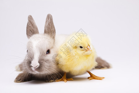 复活节小鸡和兔子在桌上 垂耳 动物 绿色的图片