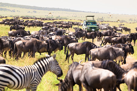 在非洲野生生物游乐场的吉普车 塞伦盖蒂 冒险 牛羚图片