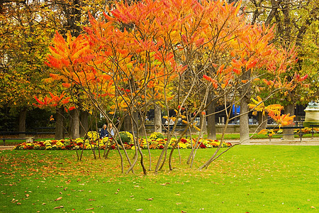 秋季公园 黄色的 棕色的 自然 植物 叶子 宁静 森林 户外图片