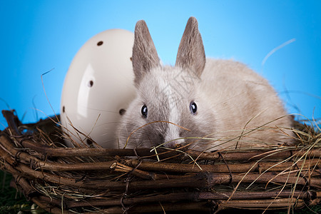 复活节兔子 春季多彩的亮光主题 假期 复活节快乐 可爱的图片