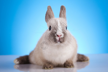 复活节 兔子白蓝蓝天空背景 毛皮 柔软的 绿色的 动物图片