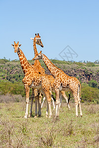 三头长颈鹿在热带草原 非洲 冒险 高原 塞伦盖蒂 肯尼亚图片