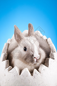 复活节 兔子白蓝蓝天空背景 柔软的 有趣的 复活节快乐 垂耳图片