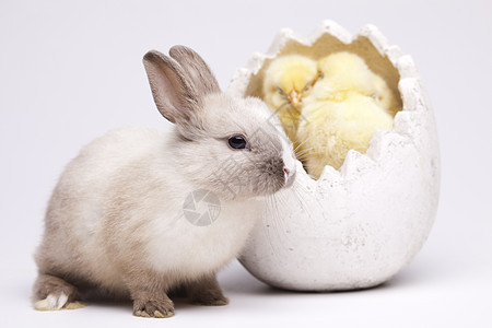 复活节小鸡和兔子在桌上 花盆 草 绿色的 草原 鸟图片
