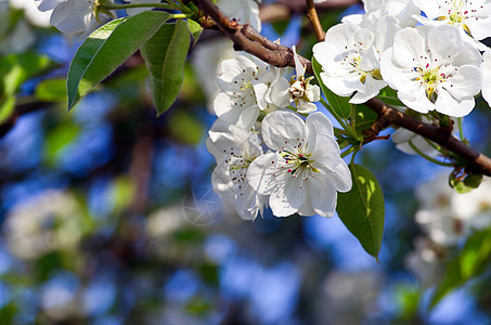 盛开的春花枝 杏 蓝色的 边界 梨 天空图片