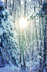 冬季概念形象 雪花 庆典 旅行 圣诞节 日落 环境 寒冷的图片
