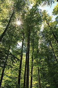 树间天空 生态的 树干 森林 公园 太阳 野营 自然 植物区系图片