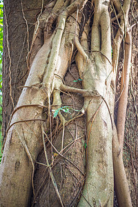 丽安娜 丛林 泰国 热带 棕榈 常春藤 木头 美丽 天堂图片