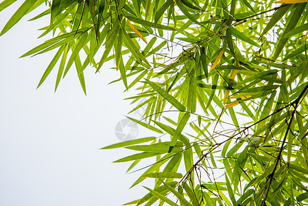 竹叶叶 草 生活 健康 季节 树叶 天空 场地 银杏图片