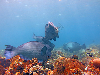 鱼头鹦鹉鱼 巴厘的波尔波米托松藻 潜水 伟大的图片