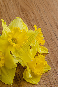 珍奎罗花 花的 花束 自然 季节 发芽 春天 花瓣背景图片