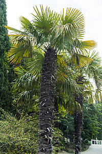 公园棕榈树 花园 迈阿密 小路 异国情调 安吉利斯 墙 美丽图片