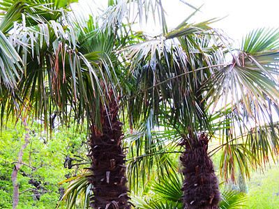 公园棕榈树 安吉利斯 墙 旅游 热带 天空 晴天 海滩 夏天图片
