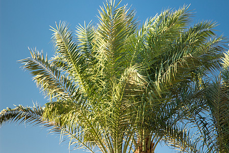棕榈树 户外 疗养胜地 世界 叶子 游乐场 帕尔马 海滨度假胜地 绿色植物图片