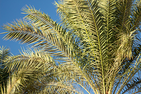 棕榈树 饮水处 游乐场 假期 高档度假村 疗养胜地 茶点 青翠 环境图片
