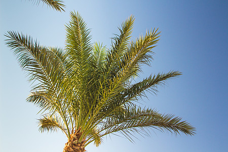 棕榈树 绿色植物 植物 温泉 操场 环境 叶子 种子图片