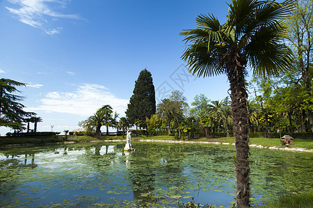 公园棕榈树 天堂 海洋 美丽 晴天 植物 旅游 云图片