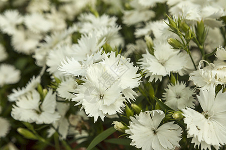 一个小花销市场上的白康美花 开花 生日 植物学 浪漫图片