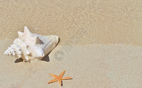 海滩上的海螺和海星 旅行 海岸 自然 天 晴天 海洋图片