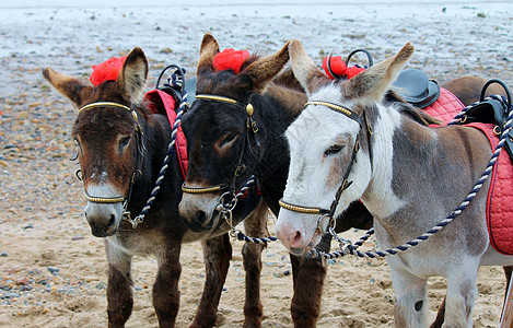 英国海滩的海边驴子 假期 传统 闲暇图片