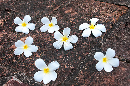 佛朗吉帕尼用于后背的花朵图片