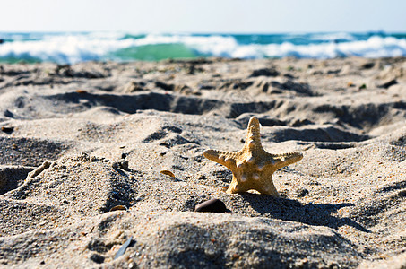 以沙为背景的海壳 海岸线 户外 贝壳 阳光 夏天 晴天图片