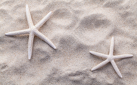 海贝壳 海星和螃蟹在海滩沙子的夏天和 beac 放松 太阳图片