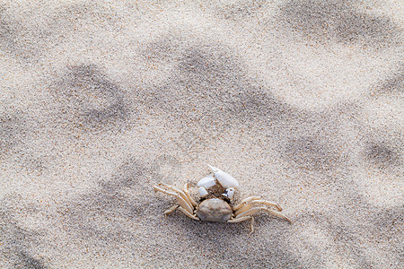 海贝壳 海星和螃蟹在海滩沙子的夏天和 beac 太阳 放松图片