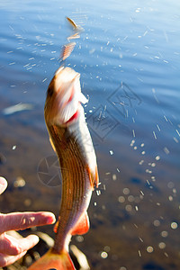 河鳟捕捞北方鱼 美丽的 百里香属 地精 抓住 水图片