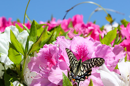 粉红色花朵上的蝴蝶 阿扎莱亚图片