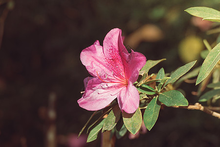 春天花卉背景/紫色挂花/紫色flowe 叶子背景图片