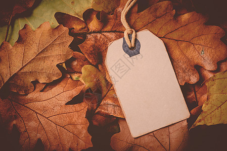 树叶标签旱秋叶叶树背景上带麻绳的价格标签 晋升 零售背景