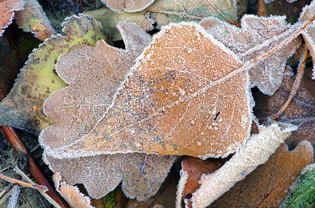 冰冻的秋叶-抽象自然背景 美丽 温度 寒冷的 水晶图片