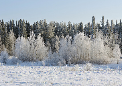 寒冷的一天 松树 假期 白色的 季节 森林 户外的 枝条图片