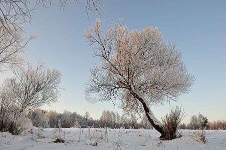 寒冷的一天 冰冷的 冬天 风景优美的 公园 枝条 植物 美丽图片