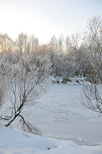 河水冻僵了 森林 霜 仙境 俄罗斯 十二月 季节 冻结图片