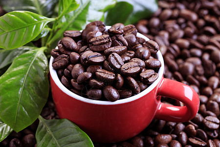 咖啡豆 非酒精性 植物 红色的 咖啡杯 饮料 小枝背景