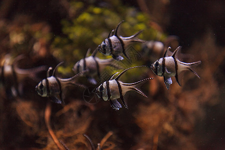 Banggai 黑头鱼 水肺潜水 红树 海 美娜多图片