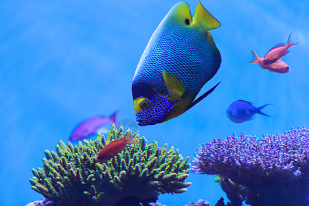 蓝面天使鱼 多样性 马尔代夫 黄脸 热带 水 潜水 旅行 荒野图片