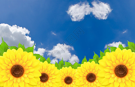 向日葵和叶叶 健康生活 葵花籽 健康 快乐的 夏天 框架 快乐背景图片
