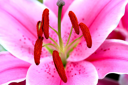 百合 生活 自然 花 树叶 开花 庆典 情人节图片