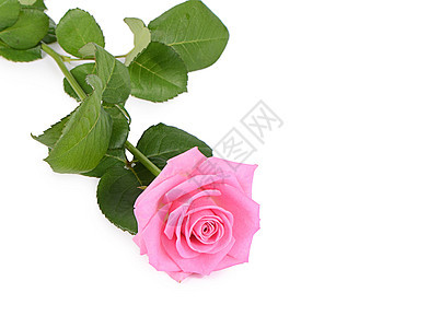 白色背景的粉红玫瑰 周年纪念日 花瓣 墙纸 叶子 美丽的图片